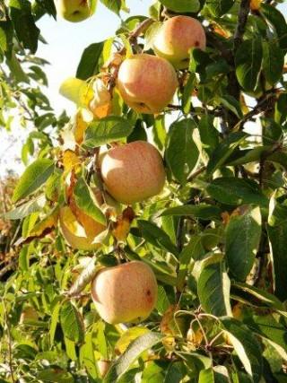 La mela un prodigioso frutto della natura