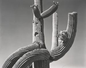 EDWARD WESTON