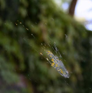 La cimice a 235 La cimice a 235