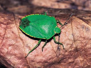 La cimice a 235 La cimice a 235