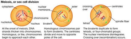 La non  disgiunzione dei cromosomi autosomi e dei cromosomi sessuali