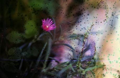 DISHWASHED FILM - Underwater Roses