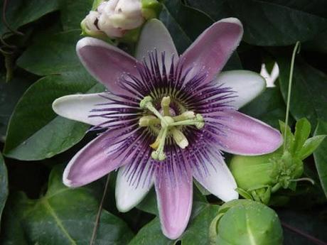 Passiflora Passiflora
