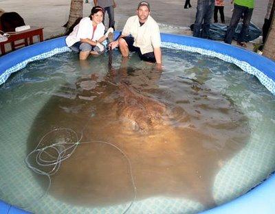 La pastinaca d'acqua dolce giante