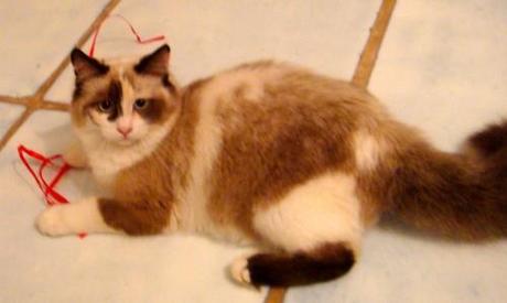 gatto Smarrito un gatto a Maratea. Sos dalla città tirrenica