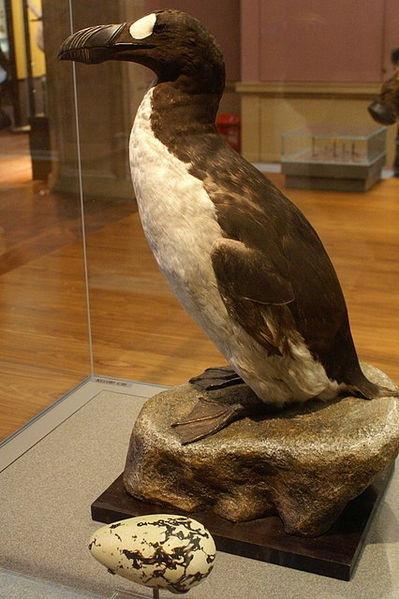 Great Auk (Pinguinis impennis)_specimen,_Kelvingrove,_Glasgow_-_geograph_org_uk_-_1108249