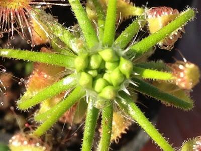 Drosera scorpioides 10 gemme € 3