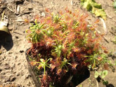 Drosera scorpioides 10 gemme € 3