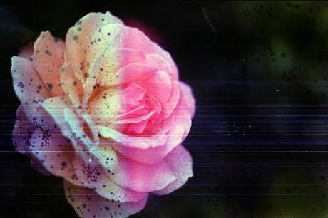 DISHWASHED FILM - Underwater Roses e lenti close up