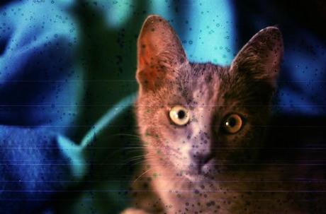 DISHWASHED FILM - Underwater Cat