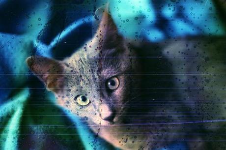 DISHWASHED FILM - Underwater Cat