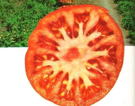 COLTIVARE POMODORI