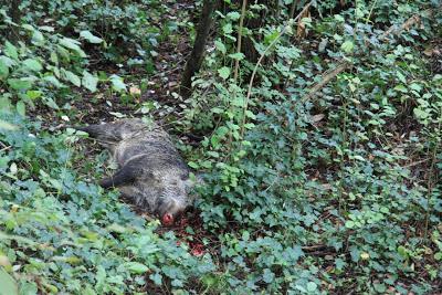 prima battuta di caccia al cinghiale, a Pierino