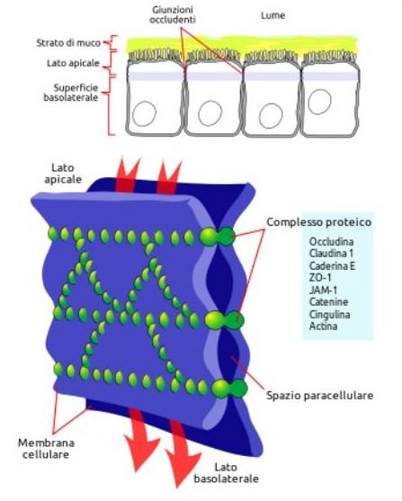 La sindrome della permeabilità intestinale, celiachia, sensibilità al glutine, spettro autistico, microtossine e tolleranza immunologica