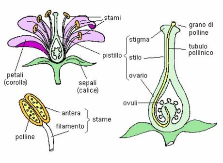 fiore