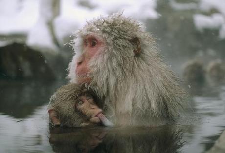 Album di Famiglia – Le Scimmie del Vecchio Mondo: le Cercopitecine