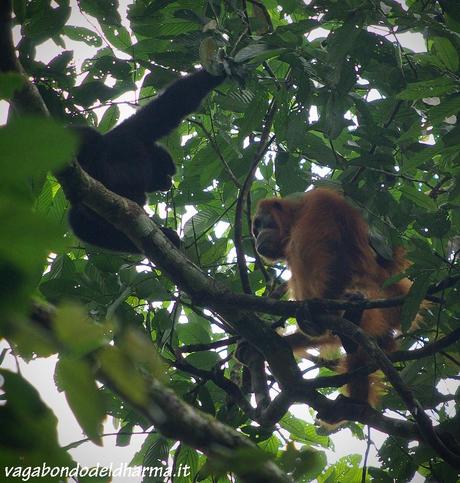 takengon,sumatra