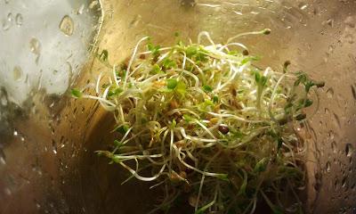 L'ho coltivata io! ...coltivare i germogli in casa L'ho coltivata io! ...coltivare i germogli in casa