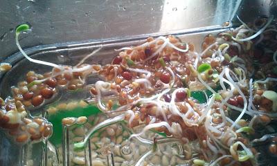 L'ho coltivata io! ...coltivare i germogli in casa L'ho coltivata io! ...coltivare i germogli in casa