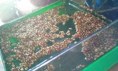 L'ho coltivata io! ...coltivare i germogli in casa L'ho coltivata io! ...coltivare i germogli in casa