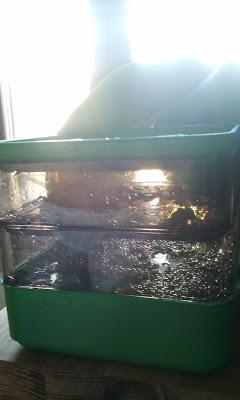 L'ho coltivata io! ...coltivare i germogli in casa L'ho coltivata io! ...coltivare i germogli in casa