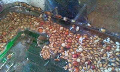 L'ho coltivata io! ...coltivare i germogli in casa L'ho coltivata io! ...coltivare i germogli in casa