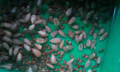 L'ho coltivata io! ...coltivare i germogli in casa L'ho coltivata io! ...coltivare i germogli in casa