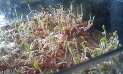 L'ho coltivata io! ...coltivare i germogli in casa L'ho coltivata io! ...coltivare i germogli in casa