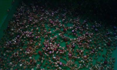 L'ho coltivata io! ...coltivare i germogli in casa L'ho coltivata io! ...coltivare i germogli in casa