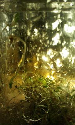 L'ho coltivata io! ...coltivare i germogli in casa L'ho coltivata io! ...coltivare i germogli in casa