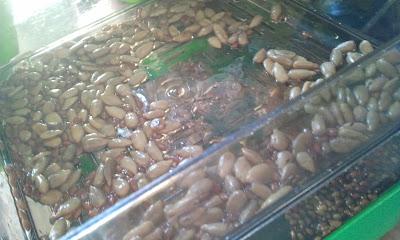 L'ho coltivata io! ...coltivare i germogli in casa L'ho coltivata io! ...coltivare i germogli in casa