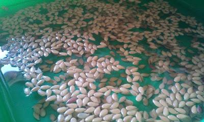 L'ho coltivata io! ...coltivare i germogli in casa L'ho coltivata io! ...coltivare i germogli in casa