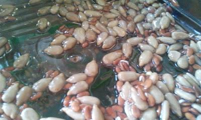 L'ho coltivata io! ...coltivare i germogli in casa L'ho coltivata io! ...coltivare i germogli in casa