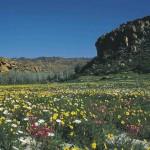 Fiori nel deserto: il Namqualand  si tinge di colori