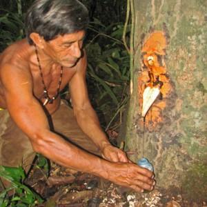 DALLA FORESTA AMAZZONICA: L’OLIO DI COPAIBA