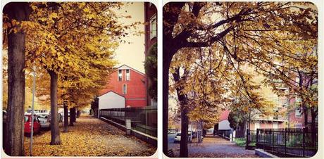 One Shot, One Emotion: autumn around my house...