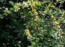 I FIORI DI BACH: AGRIMONY