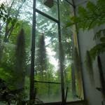 serra-finestra per piante