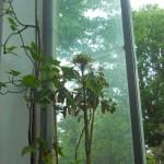 piante alla finestra in casa