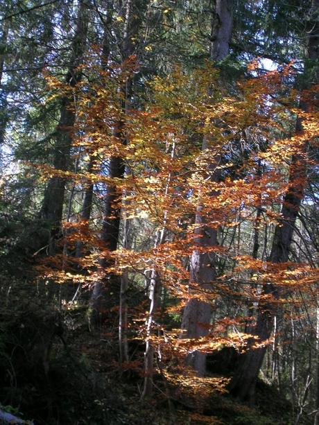 E’ la festa degli alberi!