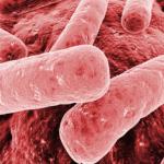Allarme klebsiella pneumoniae, batterio sempre più resistente agli antibiotici