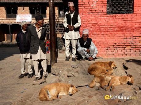 Nepali dogs