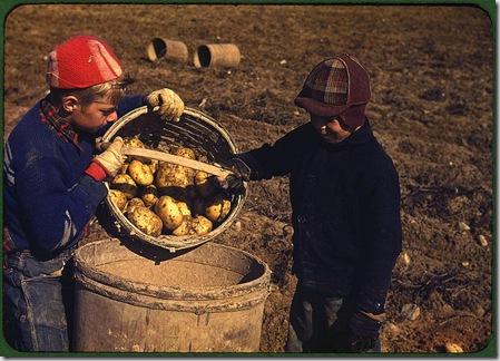 Children gathering potatoes on a large farm. Vicinity of Caribou, Aroostook County, Maine, October 1940. Reproduction from color slide. Photo by Jack Delano. Prints and Photographs Division, Library of Congress