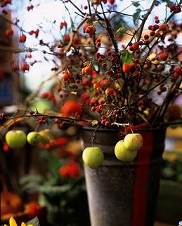 Il cinorrodo è un falso frutto Il cinorrodo è un falso frutto