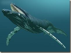 014_balena_megattera 014_balena_megattera