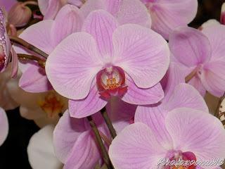 Le orchidee di Moroso (VA)-1°