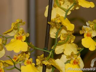 Le orchidee di Moroso (VA)-1°