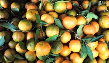Il Mandarino Tipico e dolce frutto invernale