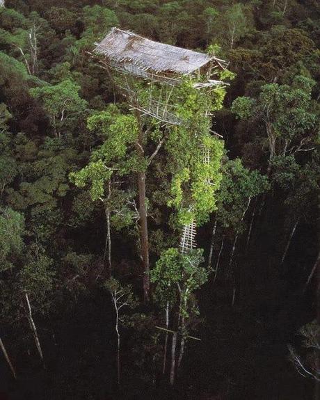 casa-sugli-alberi-korowai-01-terapixel.jpg