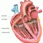 Fibrillazione ventricolare